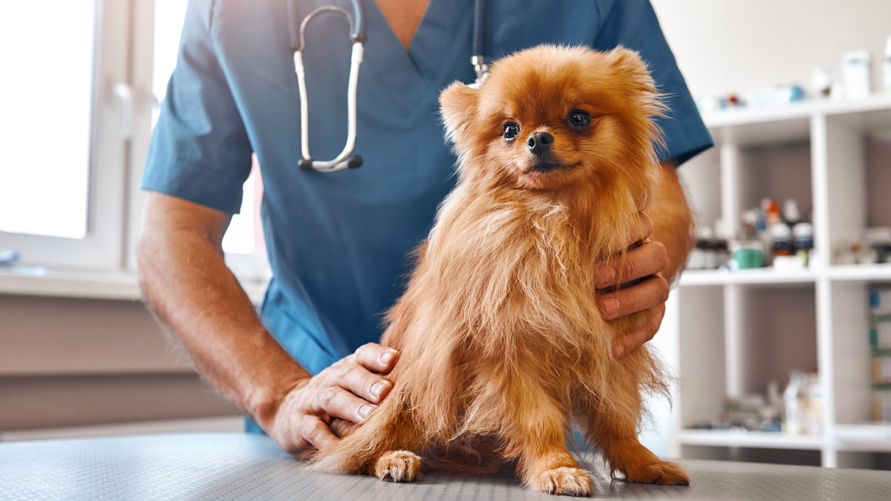 Veterinary Dread: Making Your Dog’s Trip to the Vet a Success