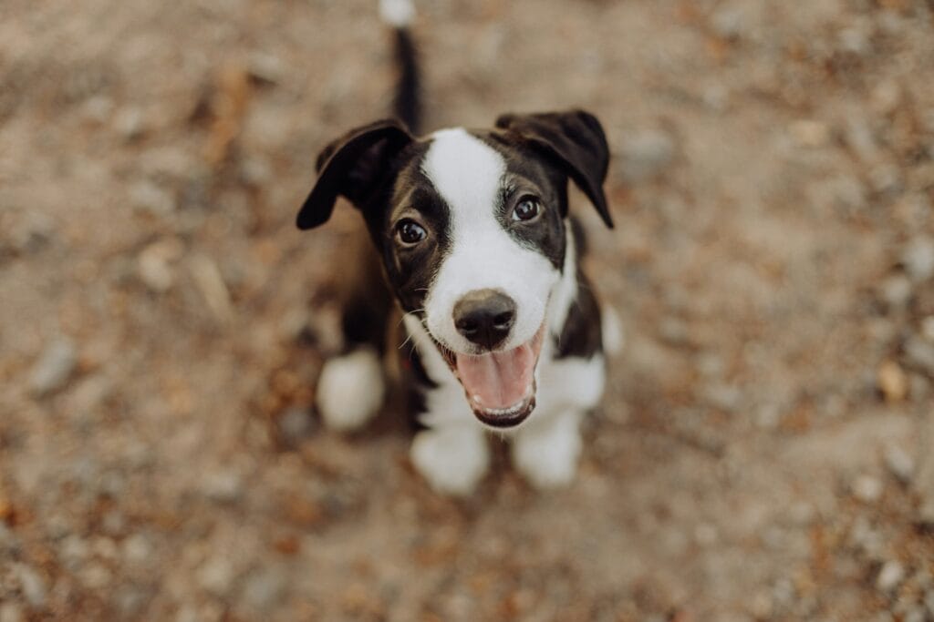 Puppy Behavioral Development Stages