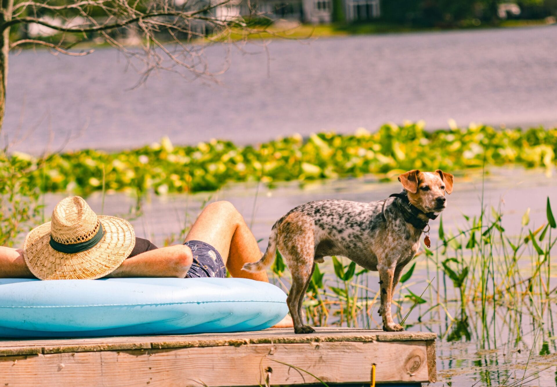 Summer Safety Guide for Dogs: Hidden Hazards Every Pet Parent Should Know