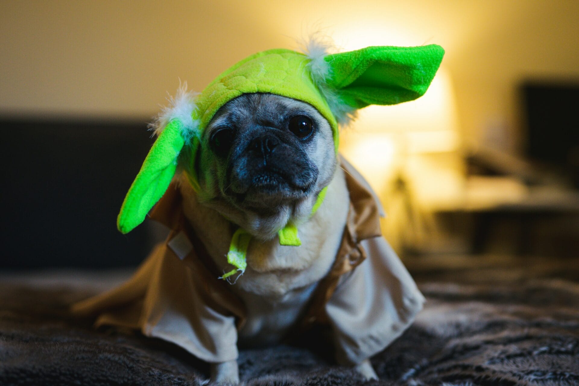 Dogs and Halloween Safety Tips from Puppies.com