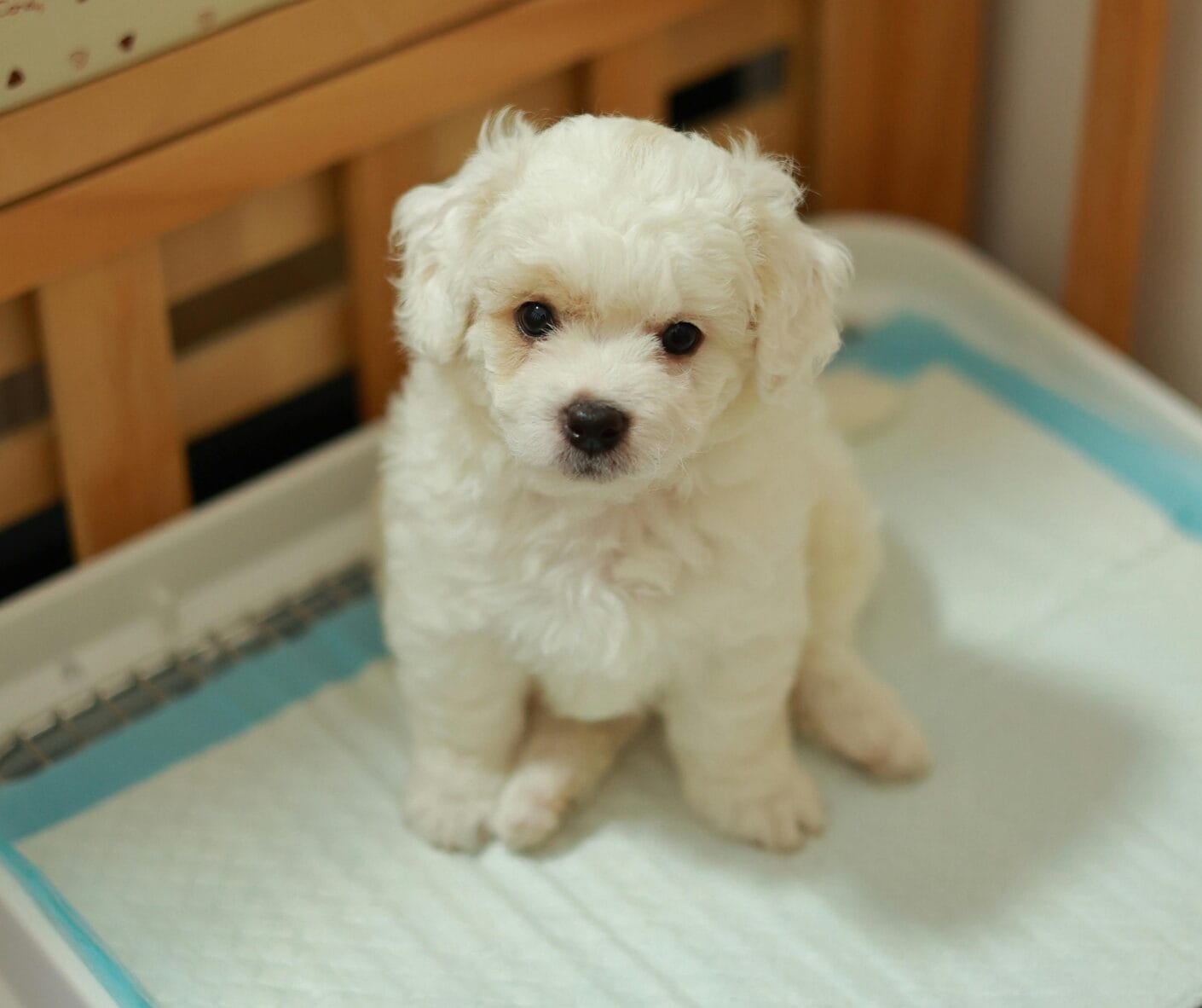 Dog Potty Pads: When They Help, When They Hurt, and What Pet Owners Should Know