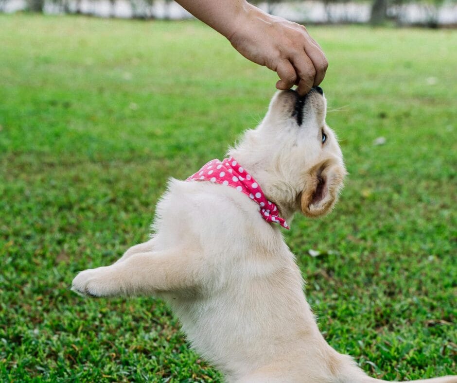 New Puppy, New Training Routine | Puppy Training Tips from Puppies.com