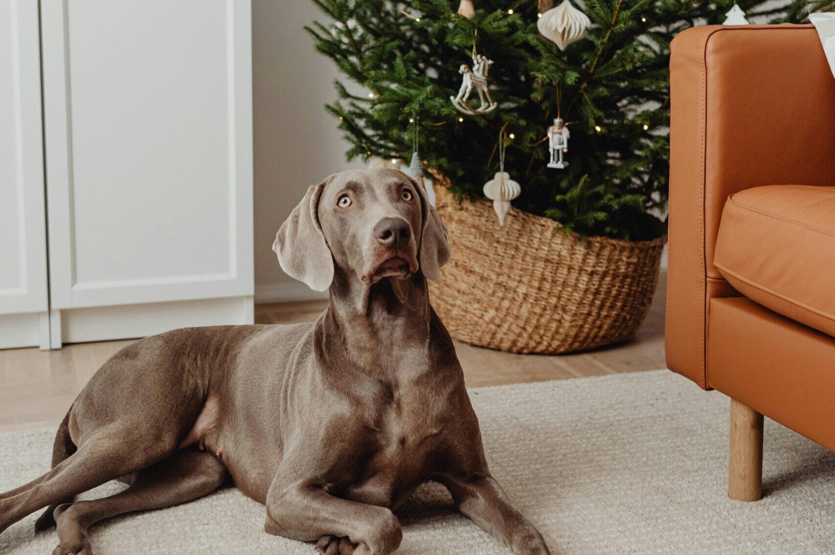 Holiday Dog Safety Tips: How to Prepare Your Dog and Family for a Happy Season