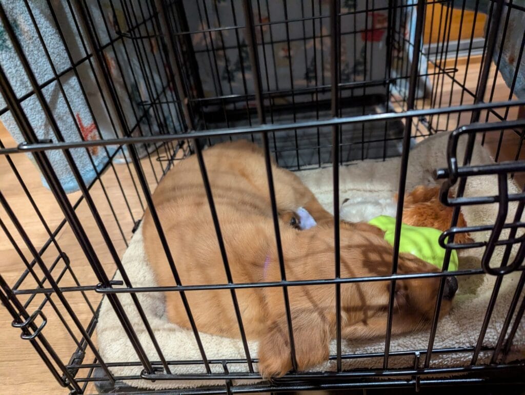 Puppy resting in his cozy bed after a day full of play.