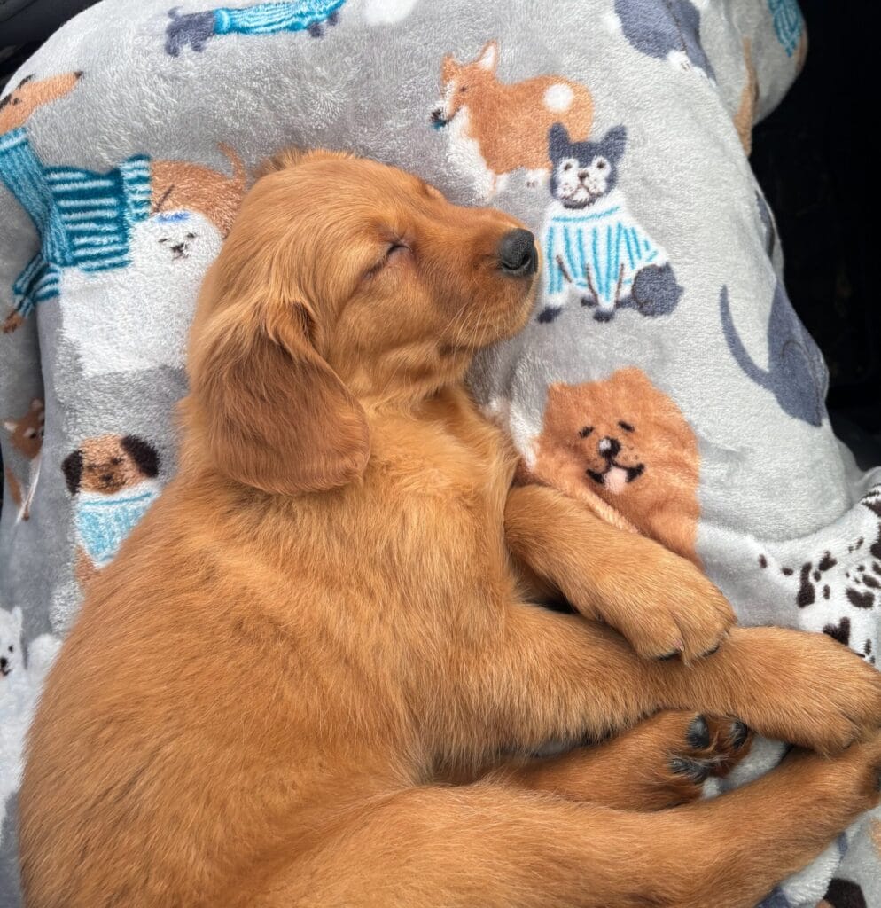 New golden retriever puppy sleeping  after his first ride home.