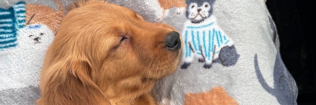 Bringing Home a Brand New Baby Puppy