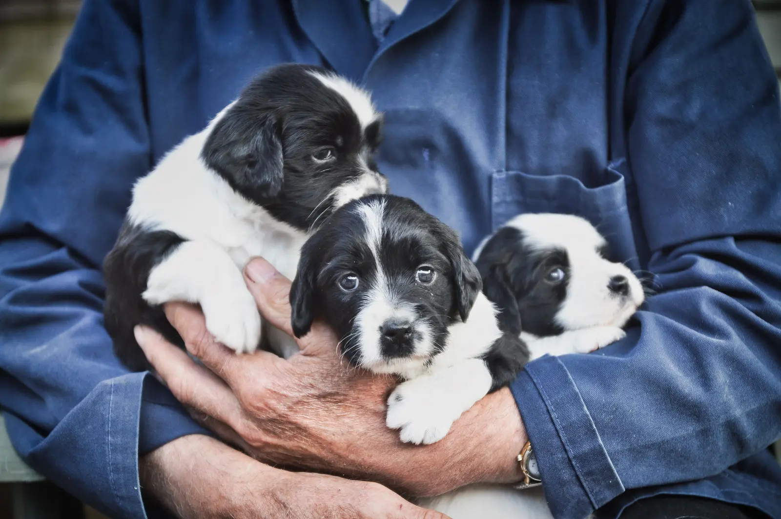 Week by Week: How Breeders Shape Healthy Behavioral Development