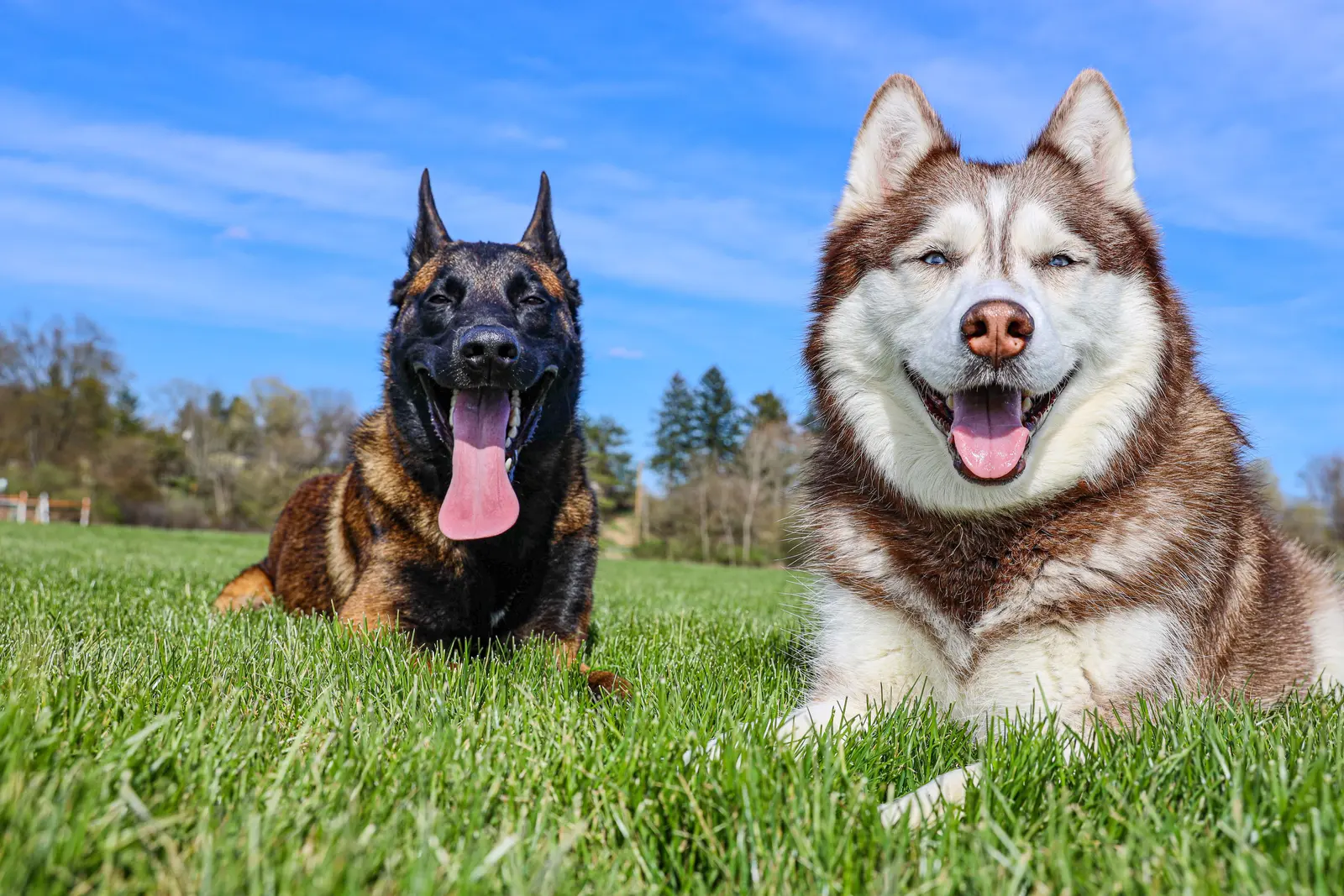 Hip Dysplasia in Dogs: What Every Puppy Owner and Breeder Needs to Know