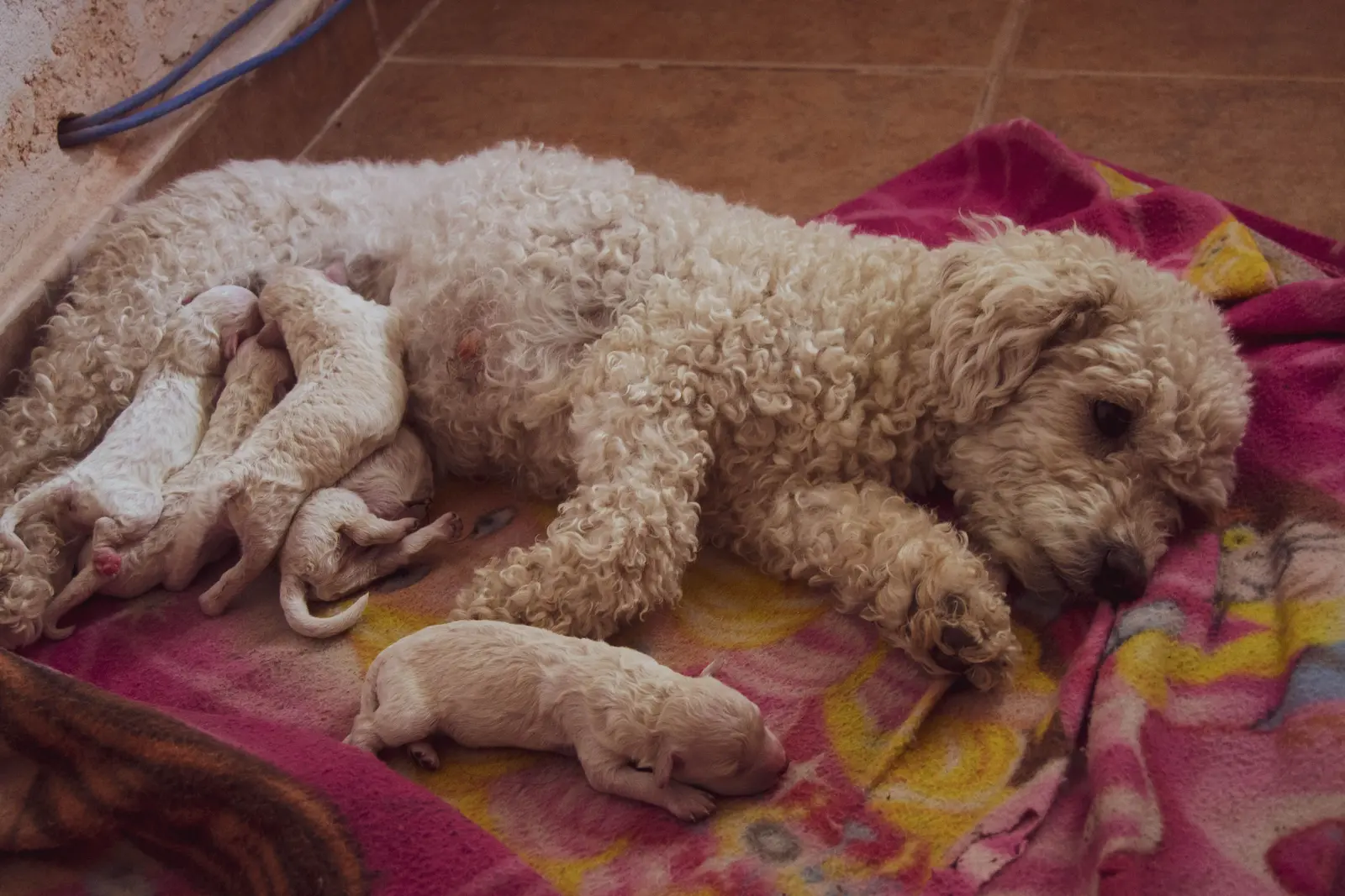 Mother dog with her litter of tiny puppies.