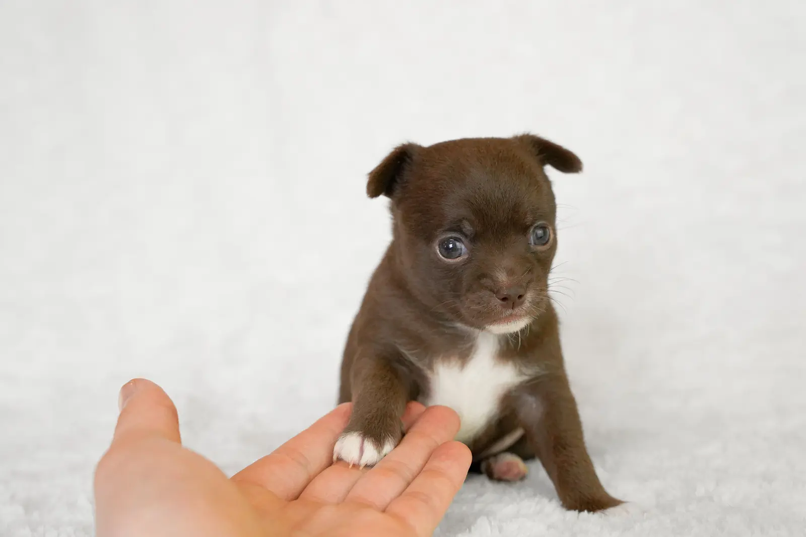 Young puppy interacting with a breeder.