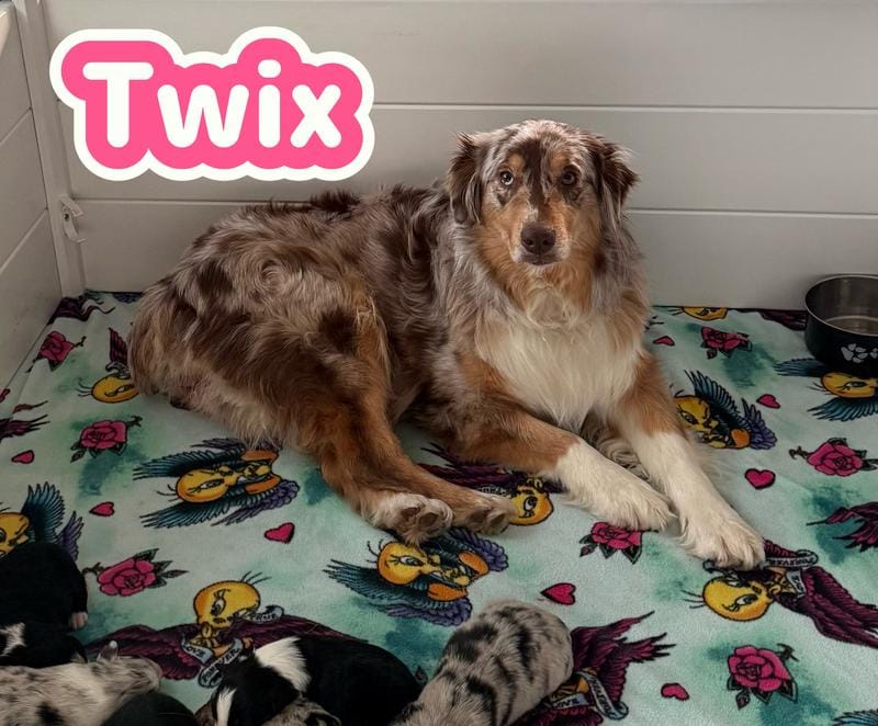 AKC - Twix