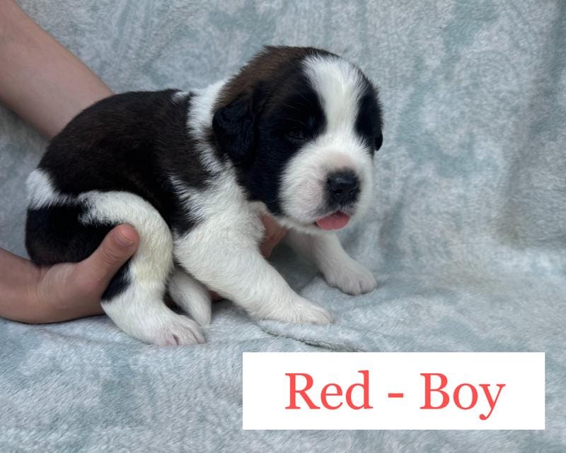 14 Saint Bernard Puppies