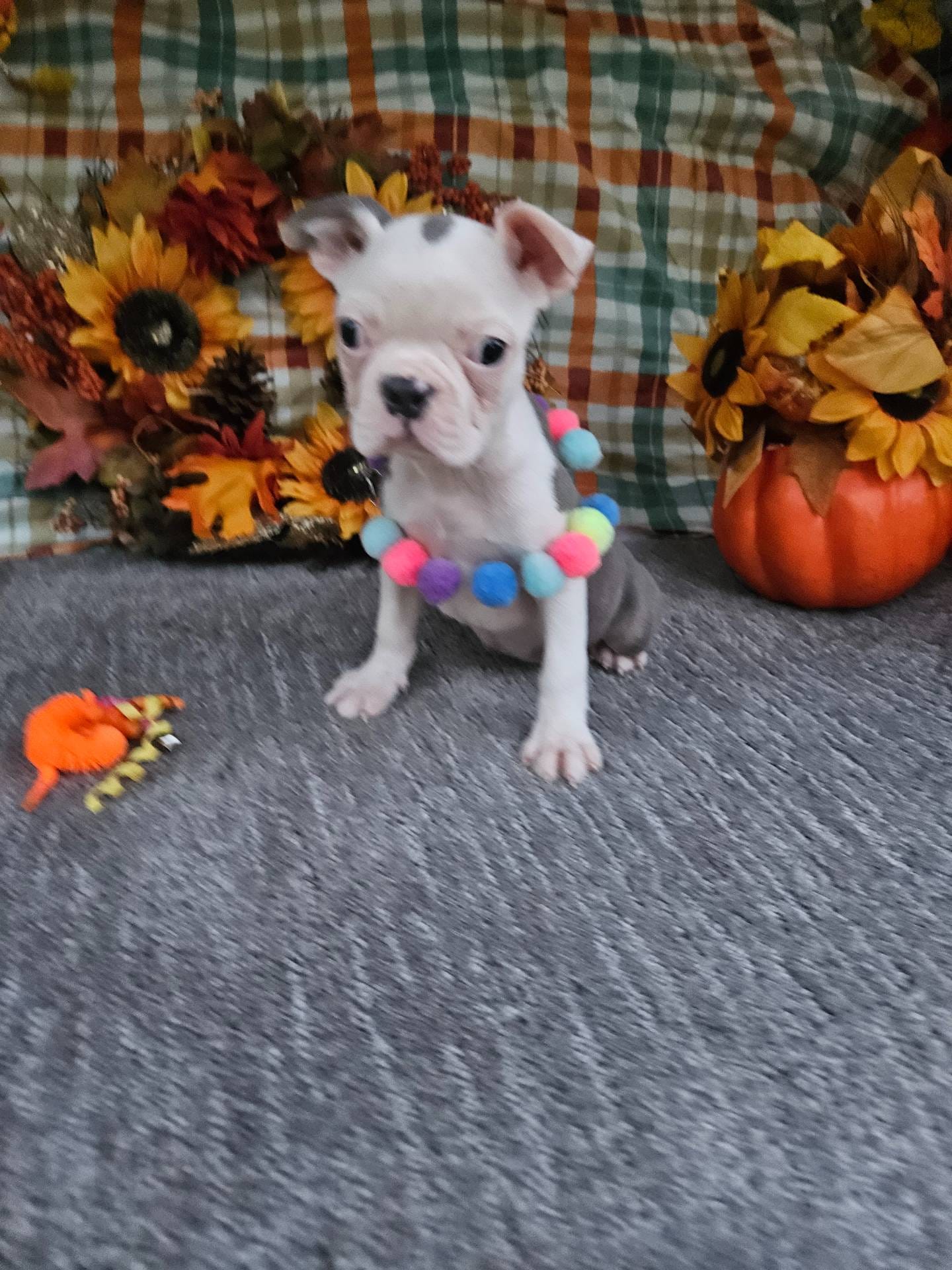 c17b29f4-5f4c-461d-94a8-d8dfbedb84e7/listing/e33b10f8-0840-4d8c-8fc0-164ad031ccb1/7e93a3a6-f137-440e-a8cf-01b13624cf1e