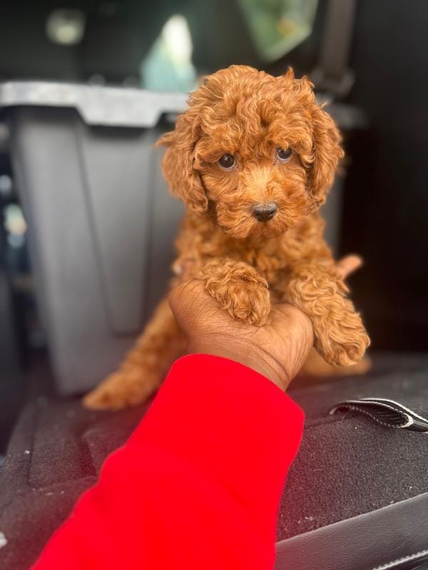 Canton – Cavapoo puppy for sale in Silver Spring, MD