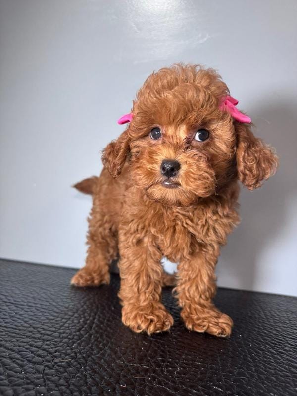 Lussie – Poodle - Toy  puppy for sale in Silver Spring, MD