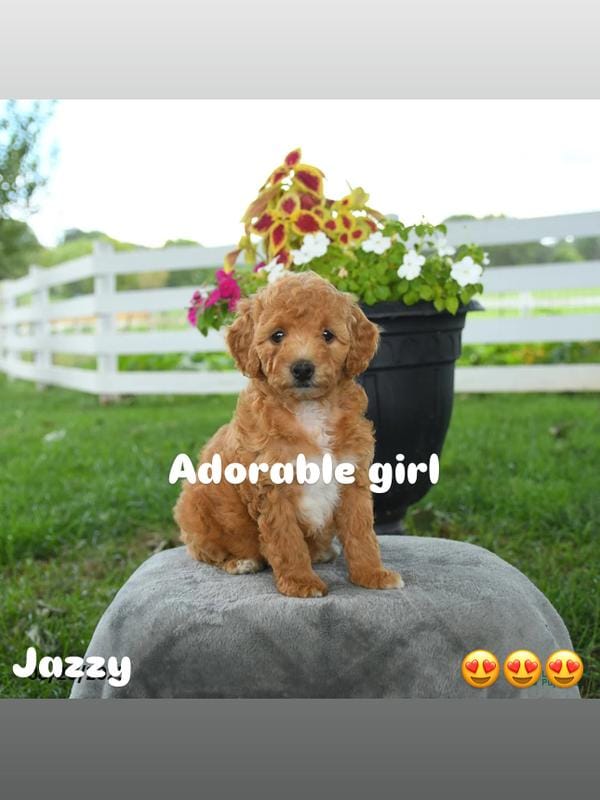 Jazy – Poodle - Toy  puppy for sale in Silver Spring, MD