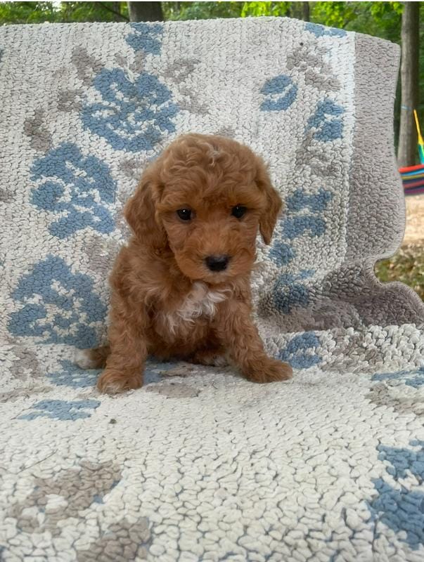 Lilly2 – Poodle - Toy  puppy for sale in Silver Spring, MD
