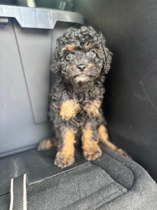 Phantom diva – Poodle - Toy  puppy for sale in Silver Spring, MD