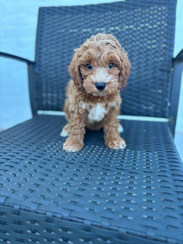 Mouse – Poodle - Toy  puppy for sale in Silver Spring, MD