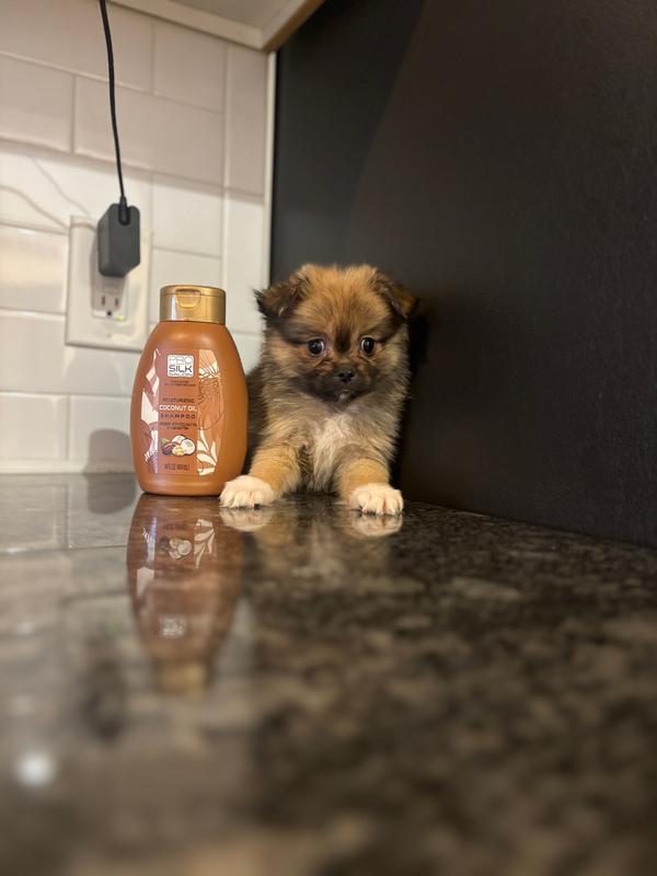 Daisey b – Pomeranian puppy for sale in Silver Spring, MD