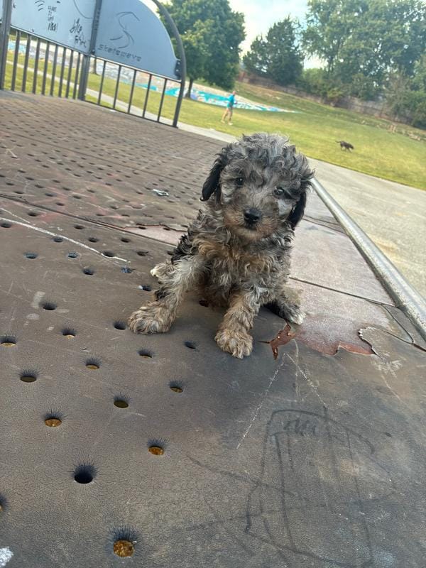 Jasmine 2 – Poodle - Toy  puppy for sale in Silver Spring, MD