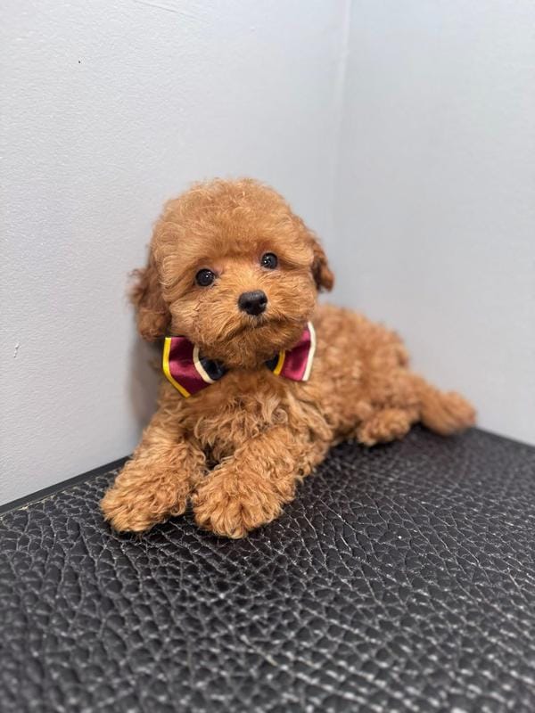 Joe b – Poodle - Toy  puppy for sale in Silver Spring, MD