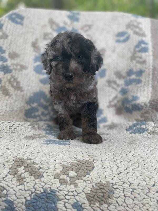 Joseph2 blue eye – Poodle - Toy  puppy for sale in Silver Spring, MD