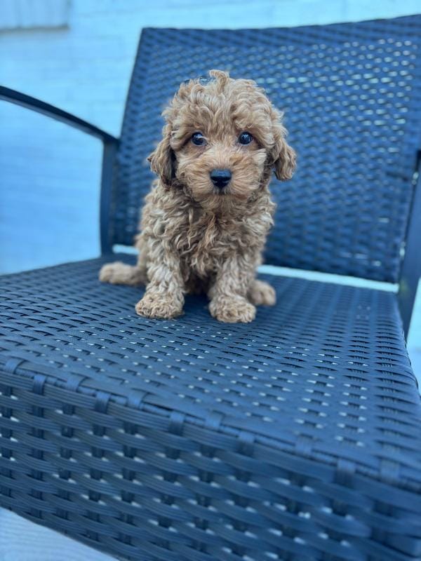 Lonnie b – Poodle - Toy  puppy for sale in Silver Spring, MD