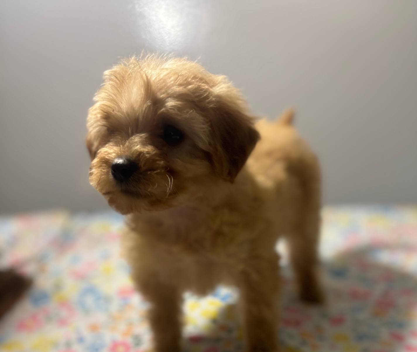 Mickey!, a male Cavapoo and Poodle - Miniature  for sale in Rogers City, MI – Photo 5 of 5