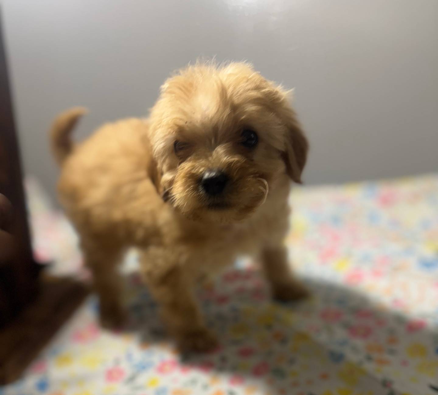 Mickey!, a male Cavapoo and Poodle - Miniature  for sale in Rogers City, MI – Photo 4 of 5