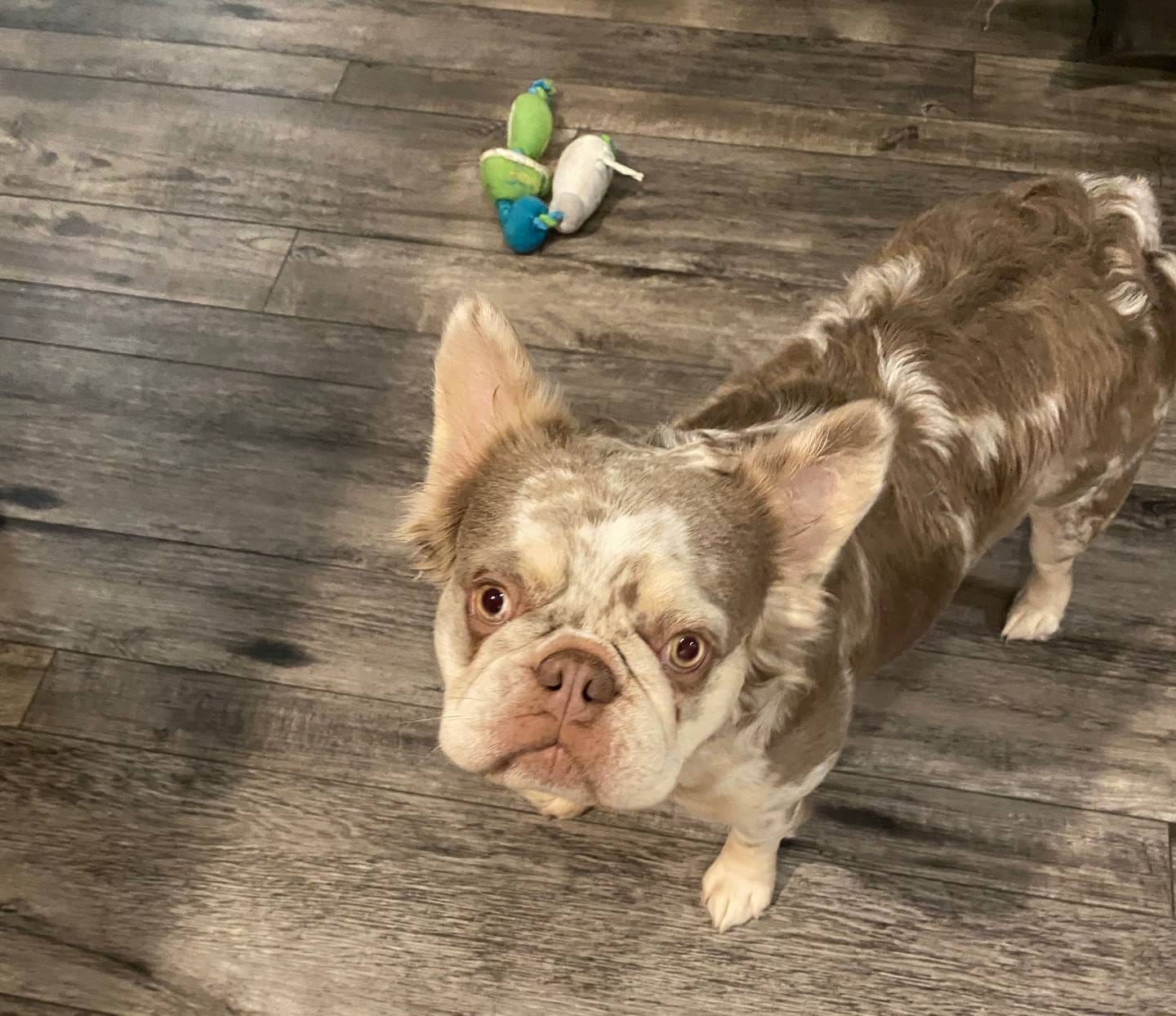 Fluffy AKC Isabella, a female French Bulldog for sale in Tonganoxie, KS – Photo 3 of 10