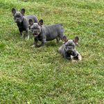 Suzi/munchkin/rosie, a female French Bulldog for sale in Vicksburg, MI – Photo 2 of 10