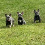 Suzi/munchkin/rosie, a female French Bulldog for sale in Vicksburg, MI – Photo 3 of 10
