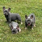 Suzi/munchkin/rosie, a female French Bulldog for sale in Vicksburg, MI – Photo 1 of 10