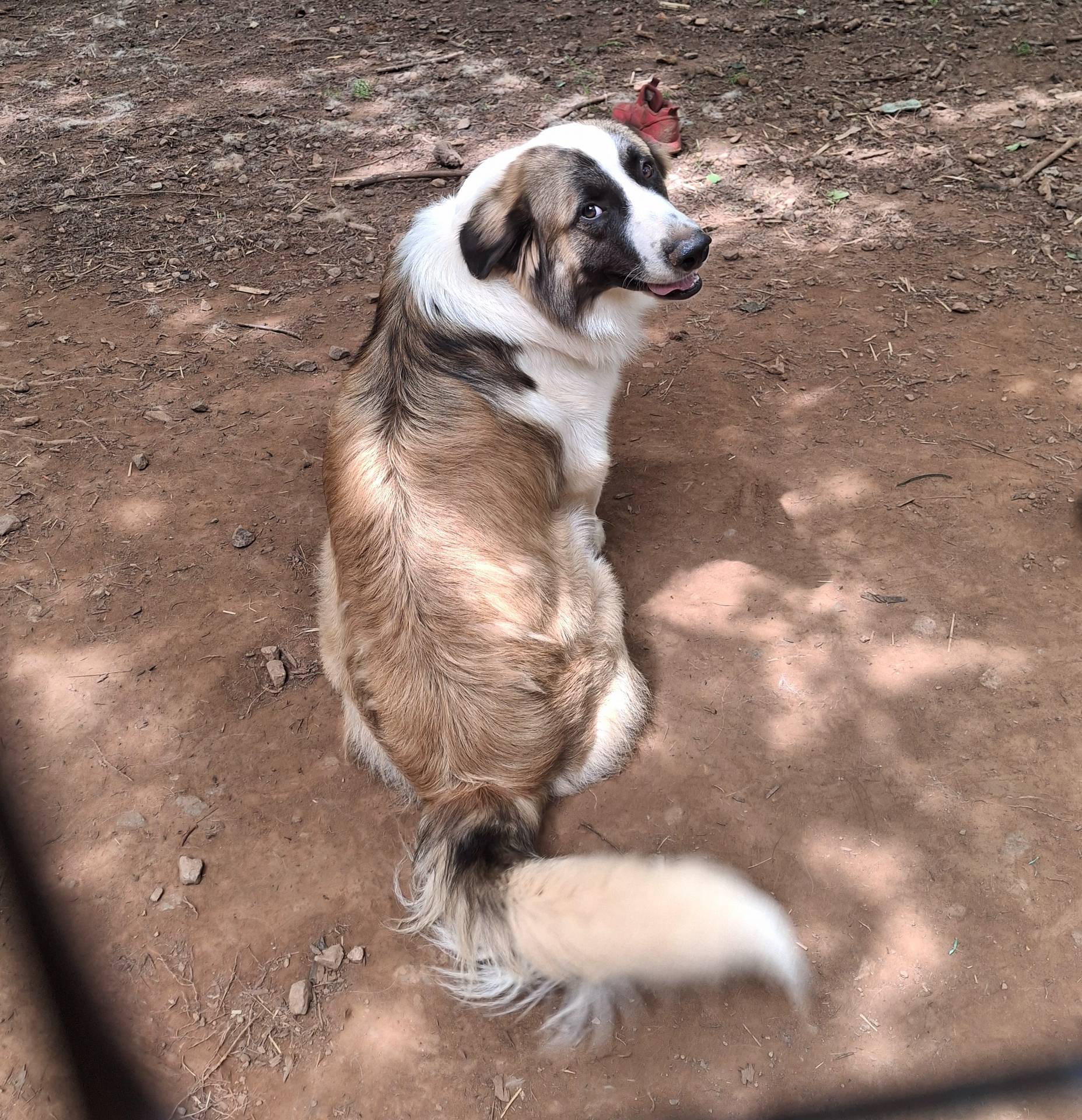 Patch - Shepyrenees, a male German Shepherd Dog and Great Pyrenees for sale in Rock Hill, SC – Photo 10 of 10