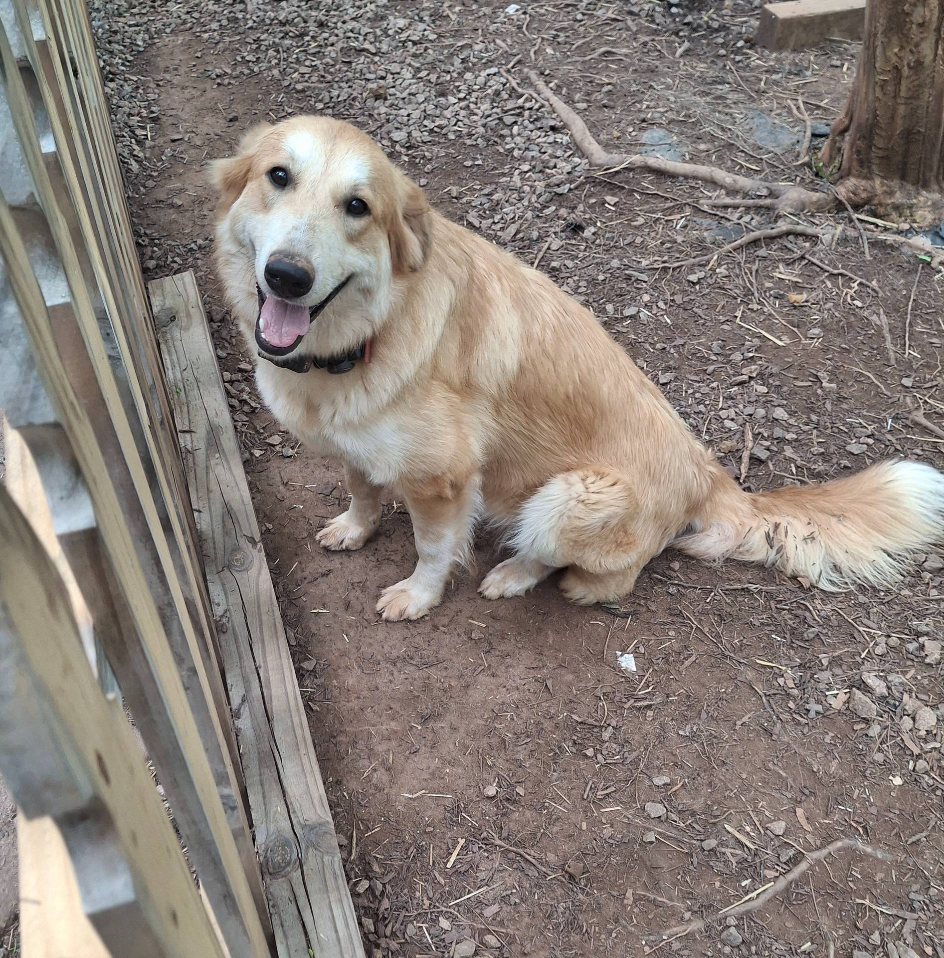 Patch - Shepyrenees, a male German Shepherd Dog and Great Pyrenees for sale in Rock Hill, SC – Photo 9 of 10