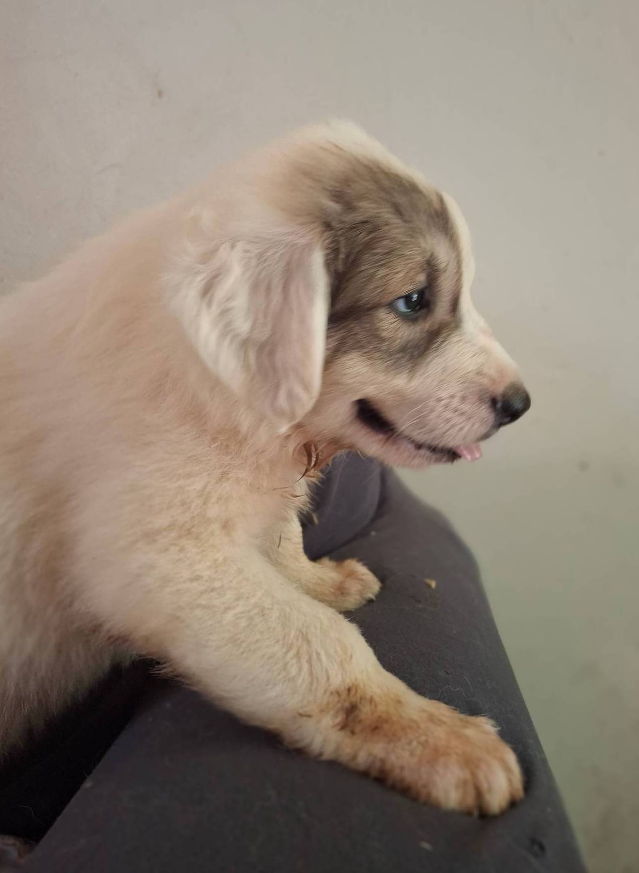 Patch - Shepyrenees, a male German Shepherd Dog and Great Pyrenees for sale in Rock Hill, SC – Photo 3 of 10