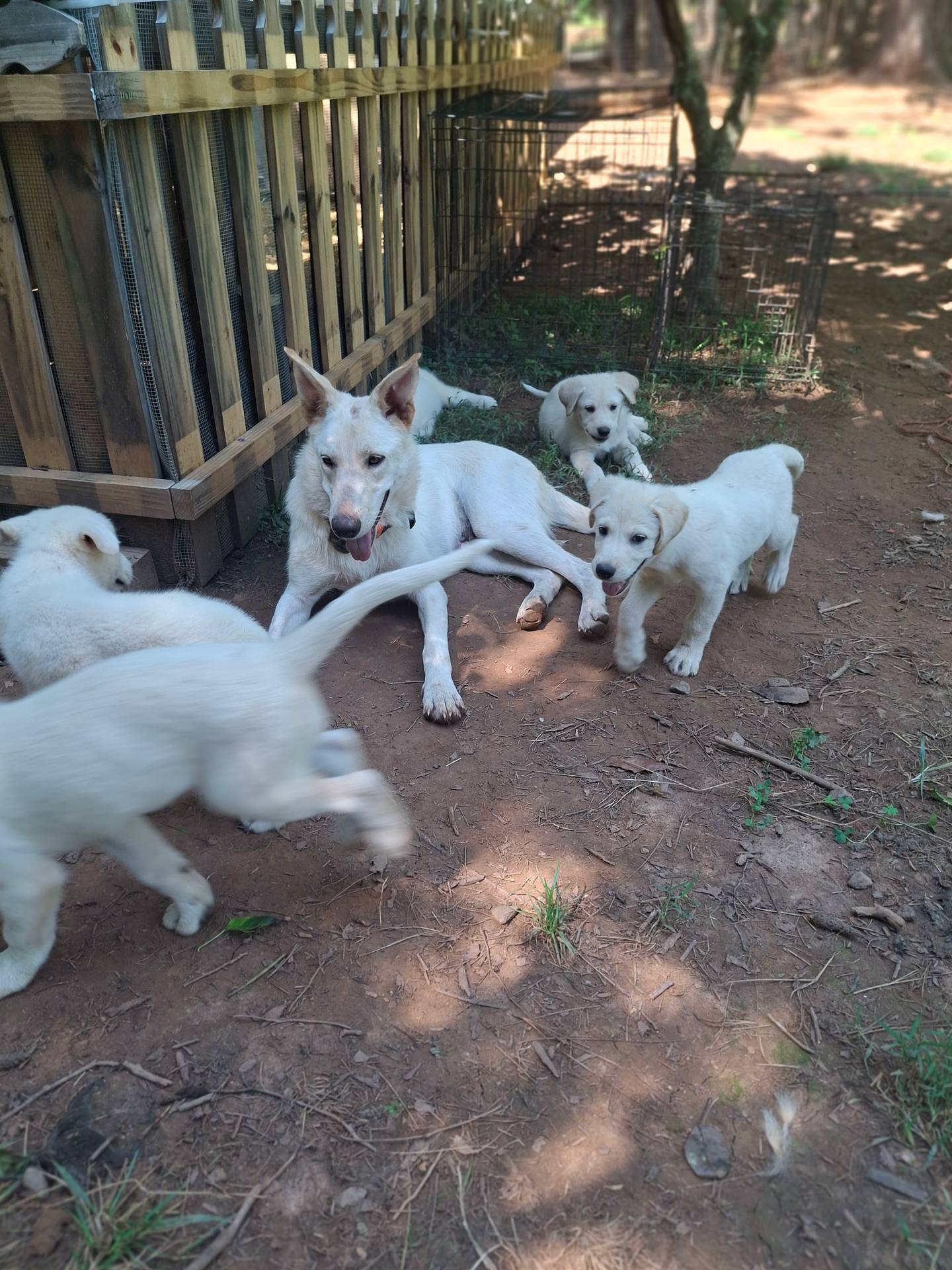 Ghost, a female German Shepherd Dog and Great Pyrenees for sale in Rock Hill, SC – Photo 3 of 10