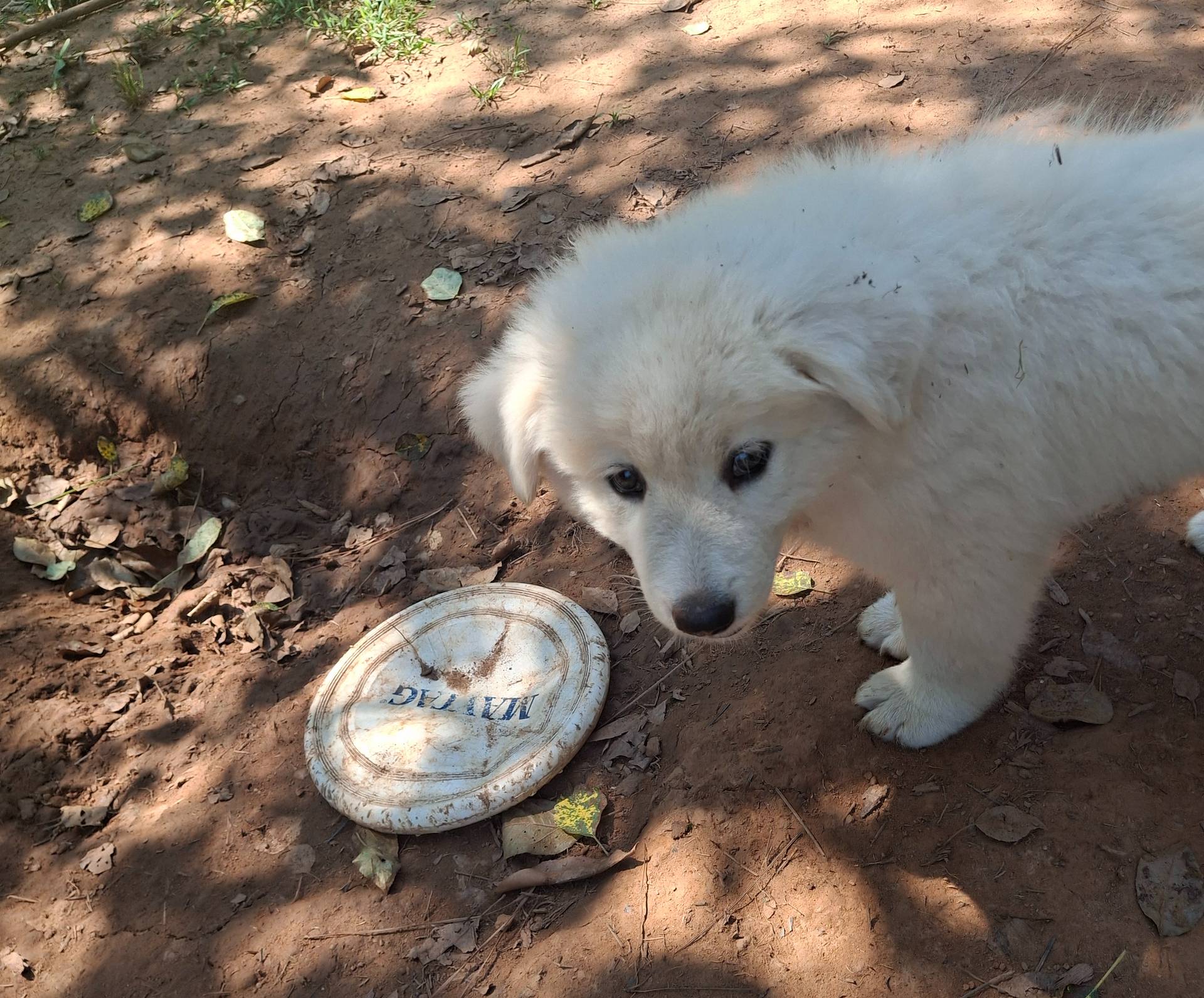 Romulus, a male German Shepherd Dog and Great Pyrenees for sale in Rock Hill, SC – Photo 7 of 9
