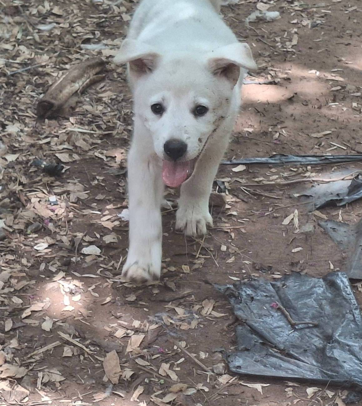 Pete, a male German Shepherd Dog and Great Pyrenees for sale in Rock Hill, SC – Photo 3 of 8
