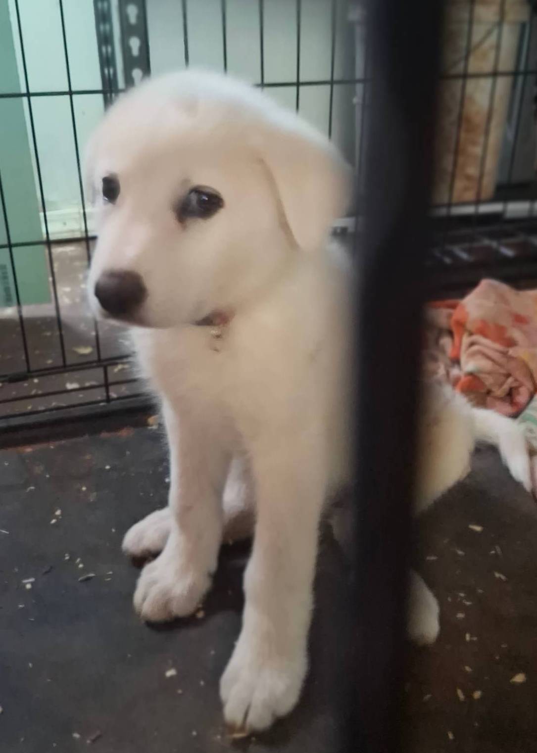 Pete, a male German Shepherd Dog and Great Pyrenees for sale in Rock Hill, SC – Photo 2 of 8