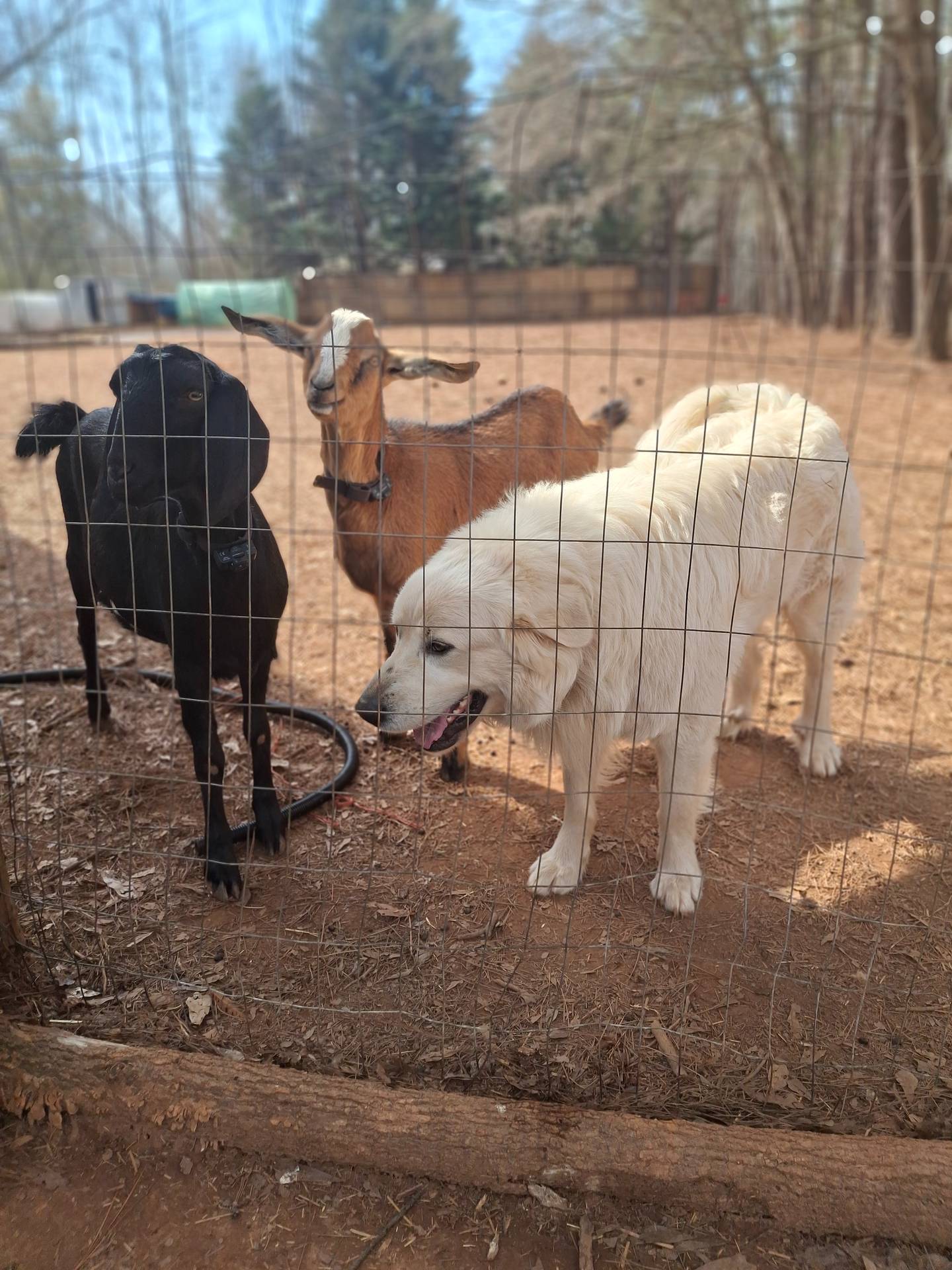 Karen, a female Great Pyrenees and White Shepherd for sale in Rock Hill, SC – Photo 10 of 10