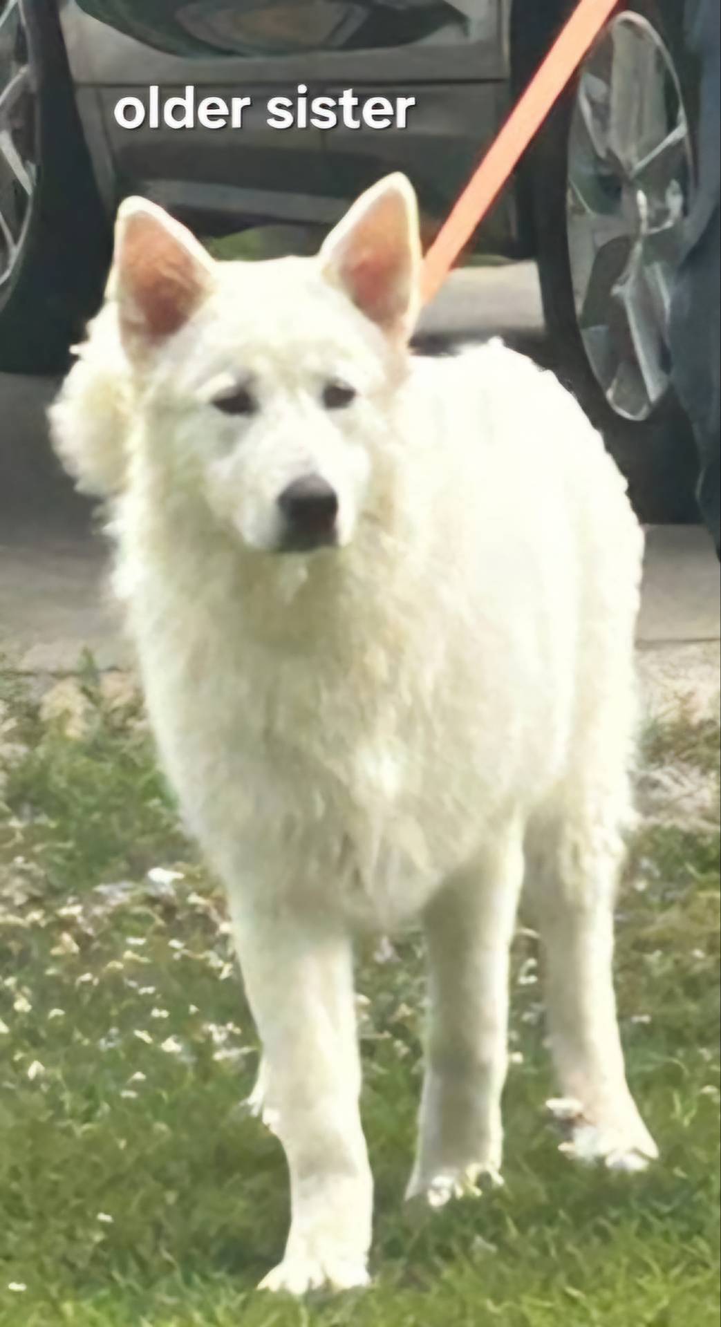 Karen, a female Great Pyrenees and White Shepherd for sale in Rock Hill, SC – Photo 8 of 10