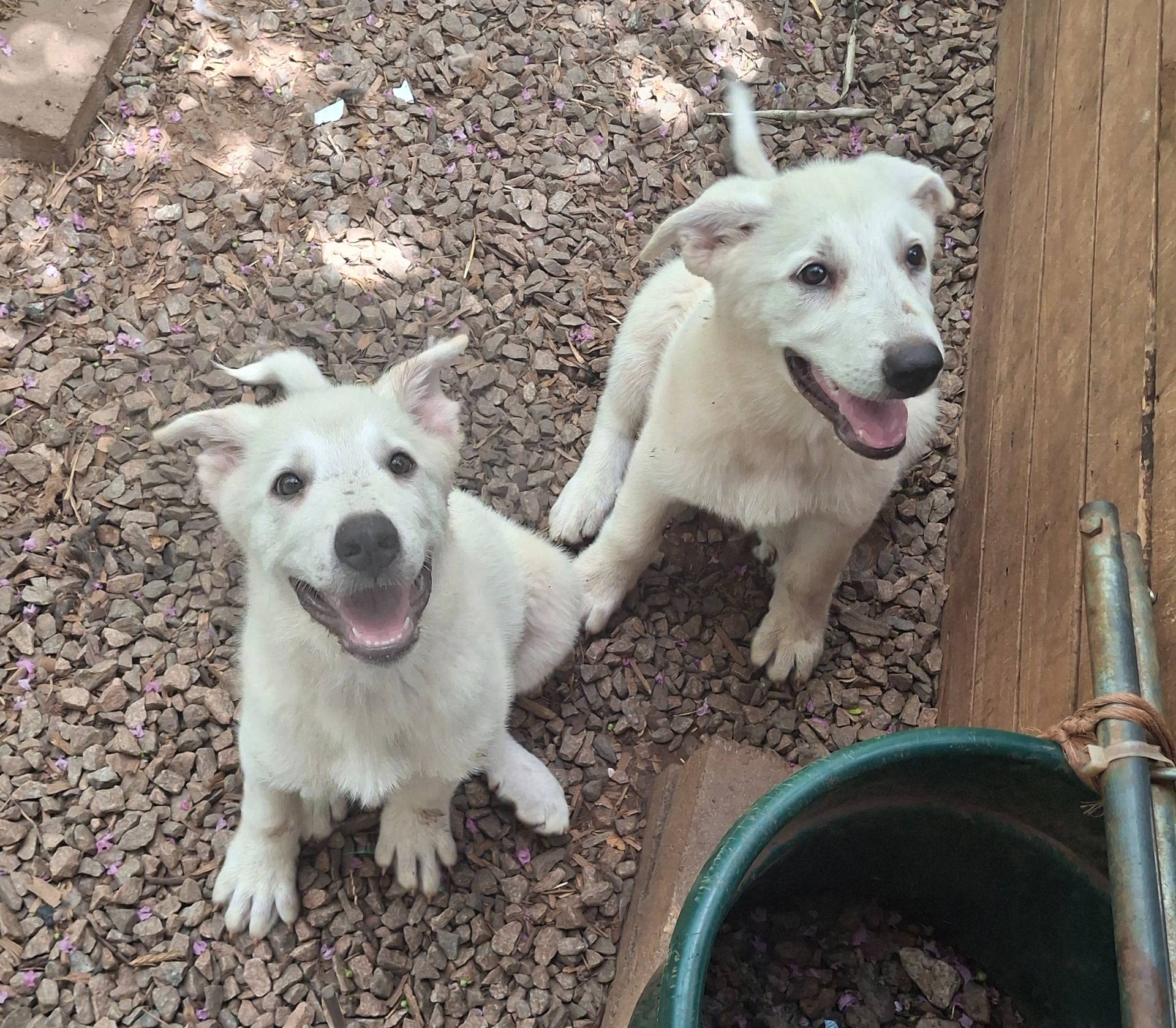 Karen, a female Great Pyrenees and White Shepherd for sale in Rock Hill, SC – Photo 7 of 10