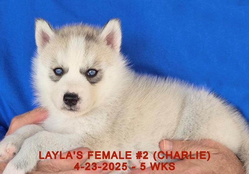 LAYLA'S FEMALE #2