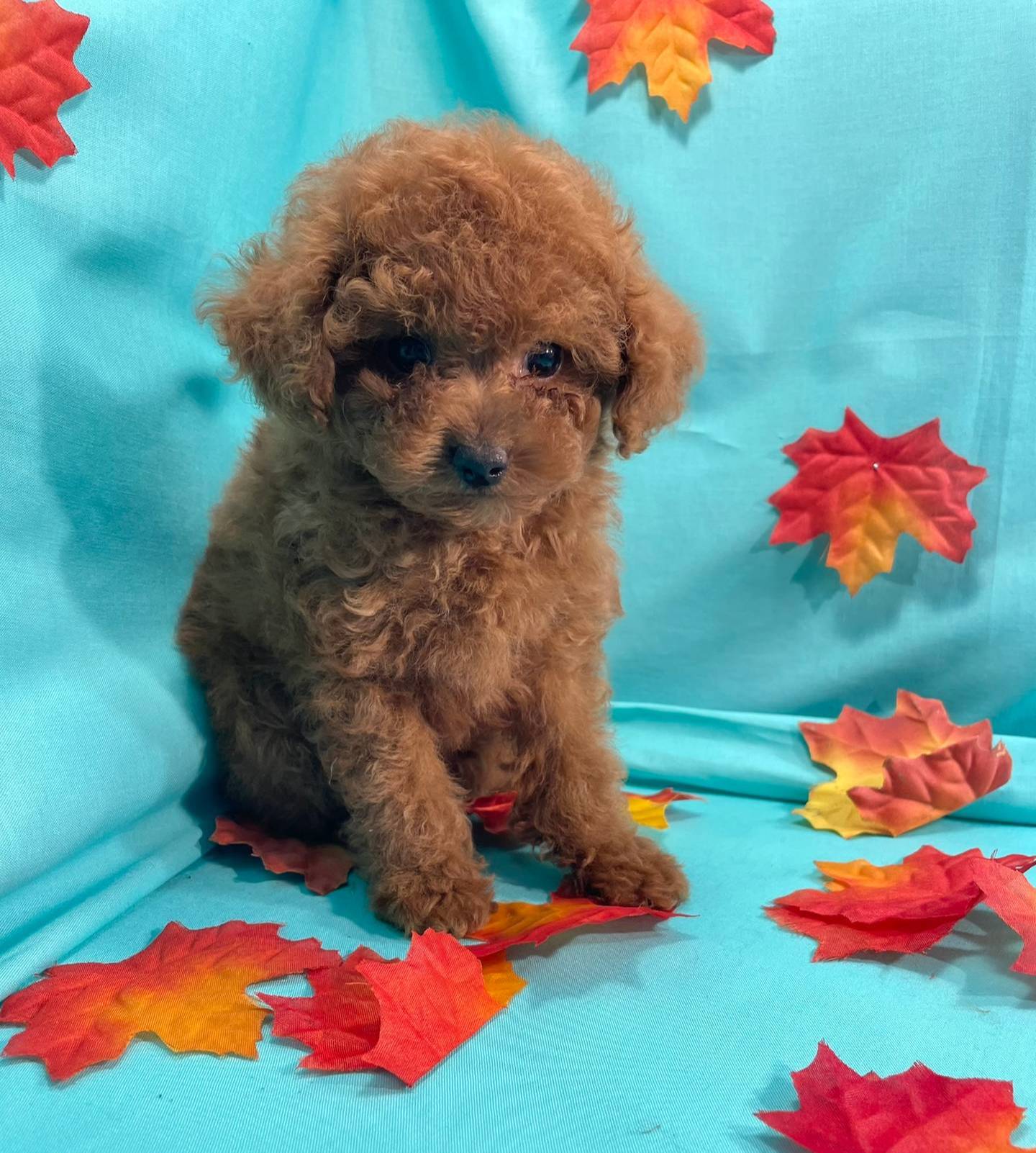 c5db4f5c-037a-481b-b0f3-2dffa5cc770b/facility/5f1a5ef5-4bd1-48c3-8154-7169cfb6269d