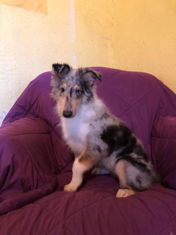 GJ-1, a female Collie for sale in Yucaipa, CA – Photo 1 of 1