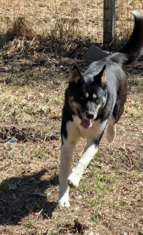 Yoda, a female Siberian Husky for sale in Oscoda, MI – Photo 4 of 4
