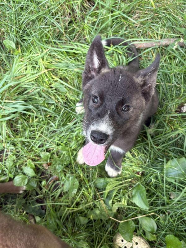 black boy white mark on nose