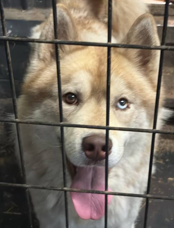 River, a male Siberian Husky for sale in Oscoda, MI – Photo 2 of 2